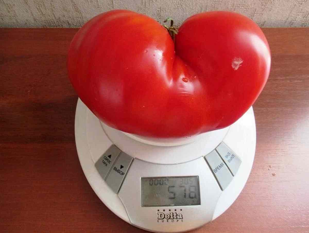 Odmiana pomidora Danko