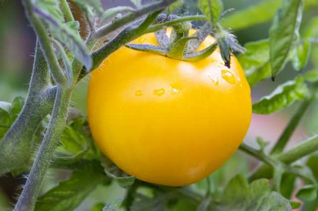 Pomidorowy Złoty Koeningsberg