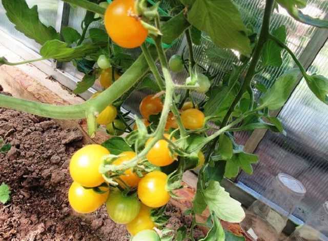Pomidorowy Złoty Kanarek