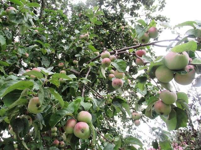 jak traktować jabłoń