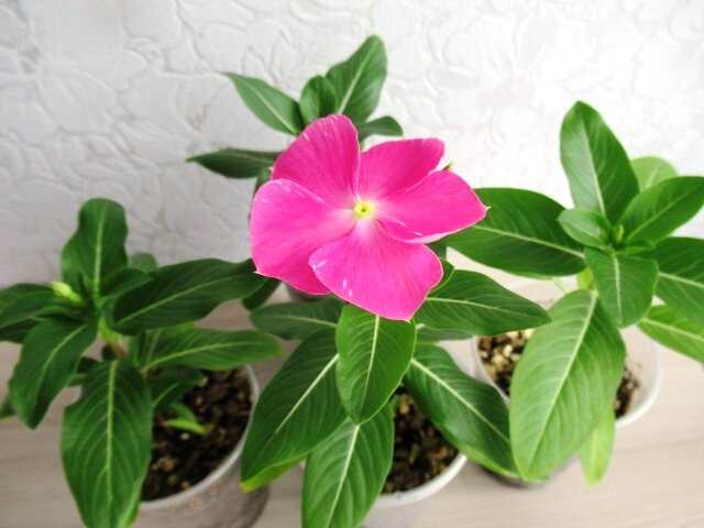 kwiat katarantu