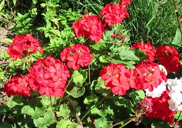 czerwone pelargonie w ogrodzie